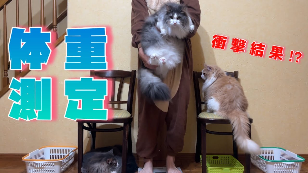 【衝撃‼︎】総重量35kg越え‼︎もふ猫たちの体重測定✨ノルウェージャンフォレストキャットとターキッシュアンゴラ