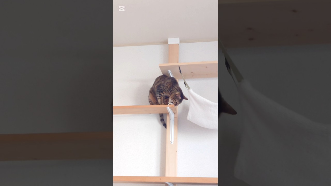 【VSシリーズ】VSさかな #猫 #猫動画 #猫のいる暮らし #ベンガル #cat #fyp #shorts #short