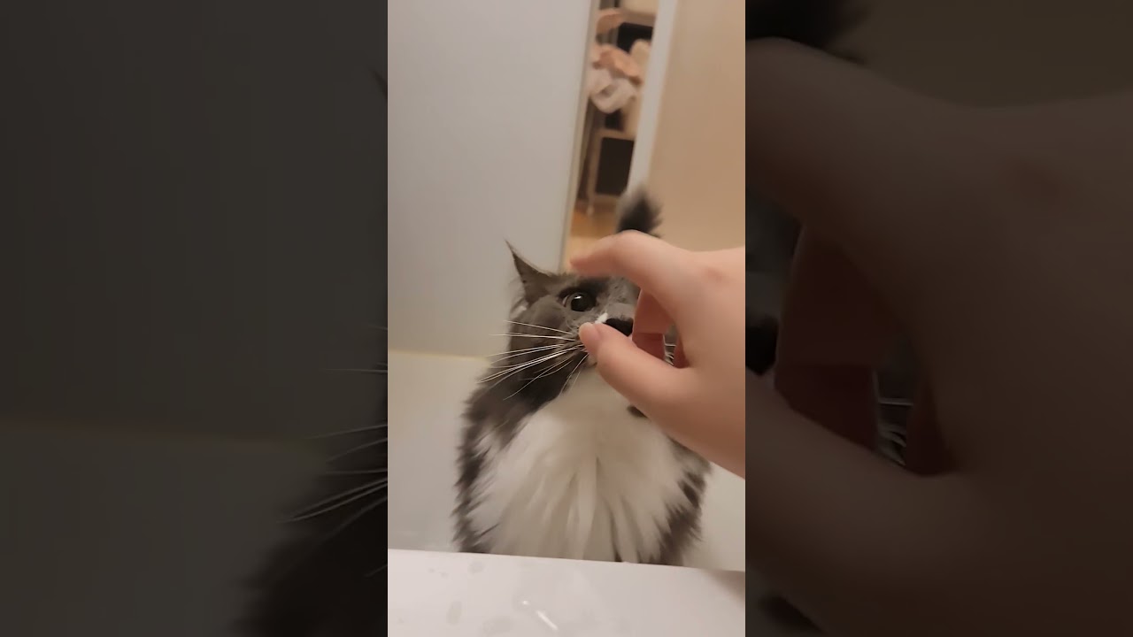 今日はお風呂開けちゃう！ #cat #メインクーン #猫のいる暮らし #猫好きさんと繋がりたい