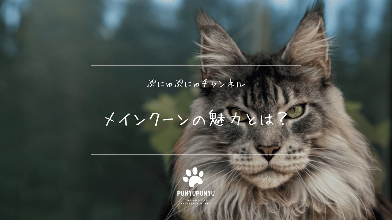 メインクーンの魅力とは？猫界のジェントルジャイアント！？性格・特徴・飼い方を徹底解説！