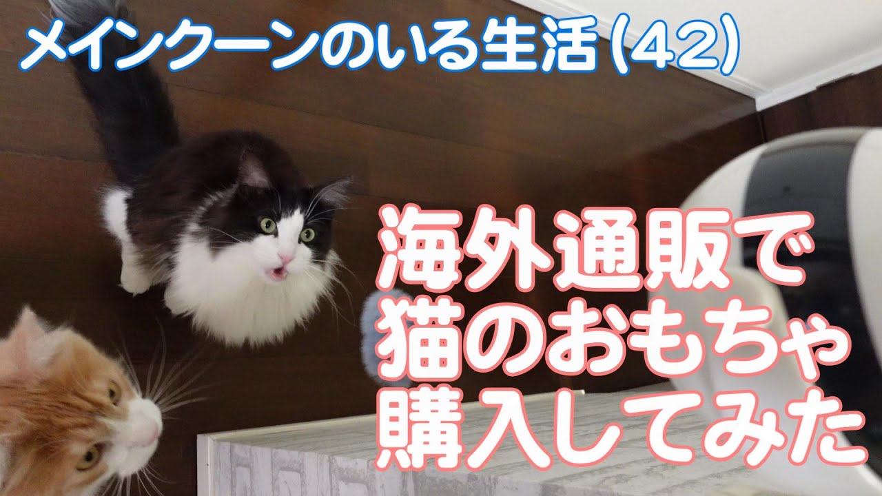 【メインクーンのいる生活42】海外通販で猫のおもちゃ購入してみた
