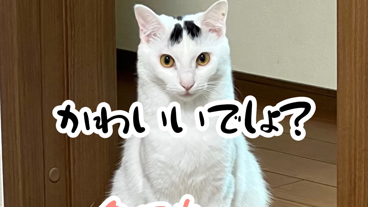 可愛い猫ちゃんミルク、今日も可愛かった。#保護猫 #ねこミミ #猫のいる暮らし #ミルねーさん