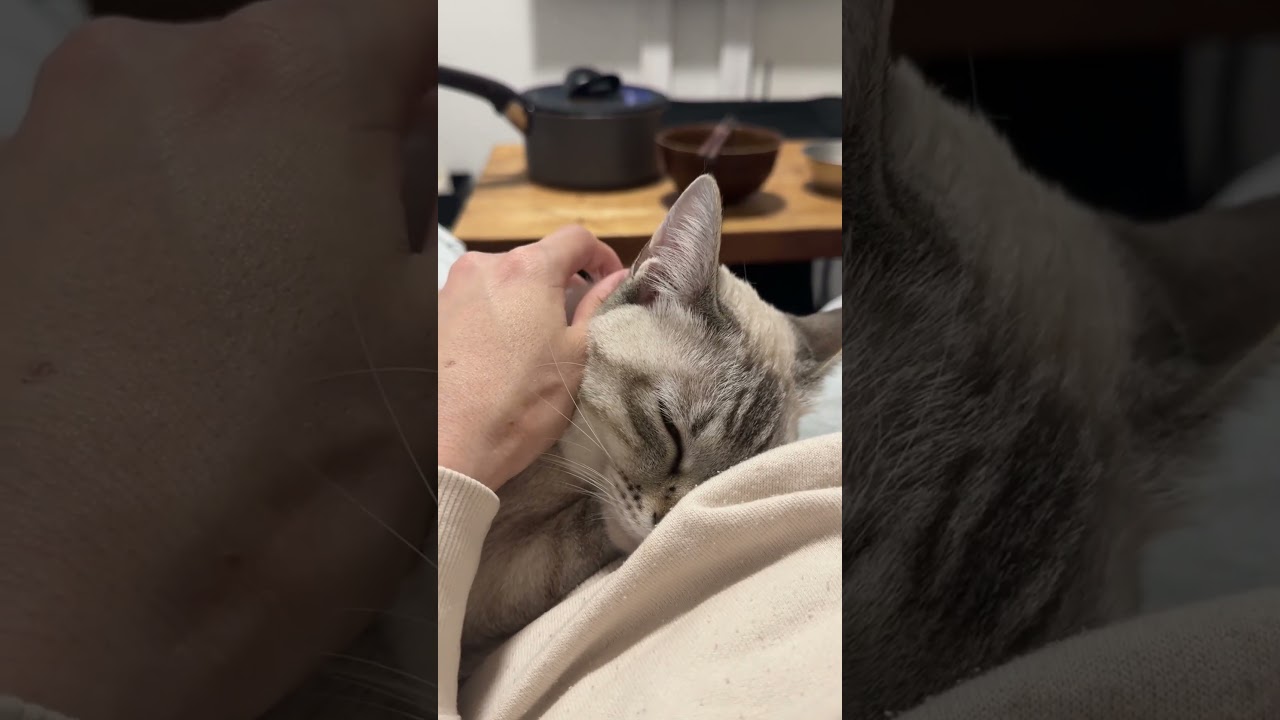 埋もレイ　#シャムトラ #元保護猫 #シャムミックス  #cat #猫耳 #kitten  #猫耳 #siamesemix