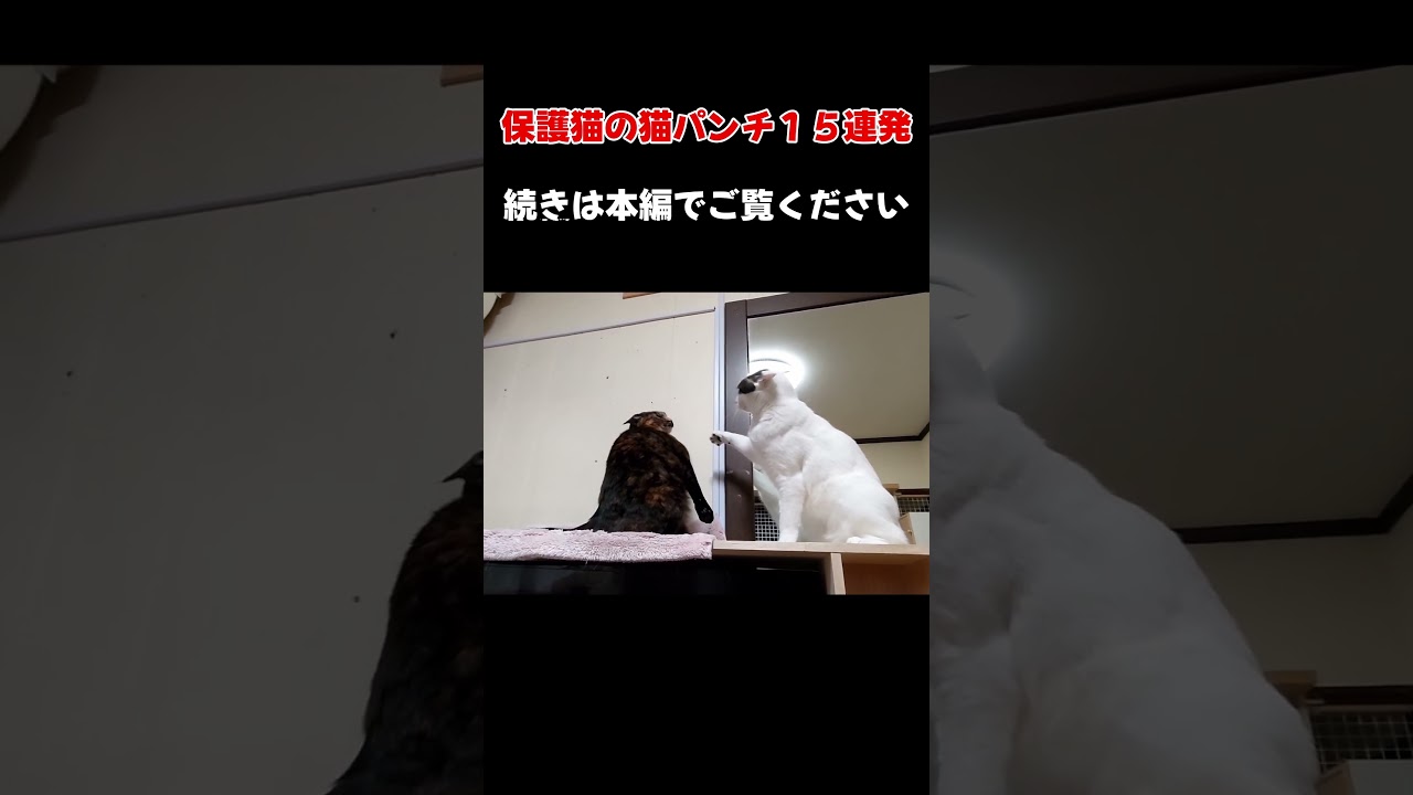 猫パンチ炸裂！猫たちの可愛くてちょっと本気な“猫パンチ”の瞬間を15個まとめました！  続きは本編で。 #保護猫 #猫パンチ