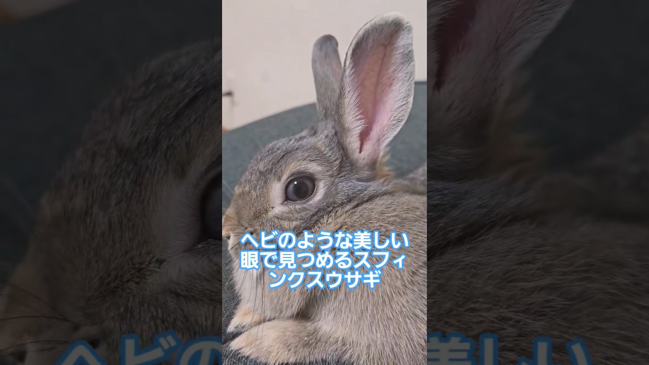 ヘビのような美しい眼で見つめるスフィンクスウサギ　#shorts #billieeilish #blue