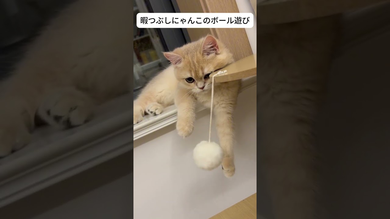 猫たちが大集合！この組み合わせ、奇跡すぎる！ #かわいい猫 #好きな子猫 #猫好きさんと繋がりたい  #cat #子ネコ #好きな子猫 #ねこ