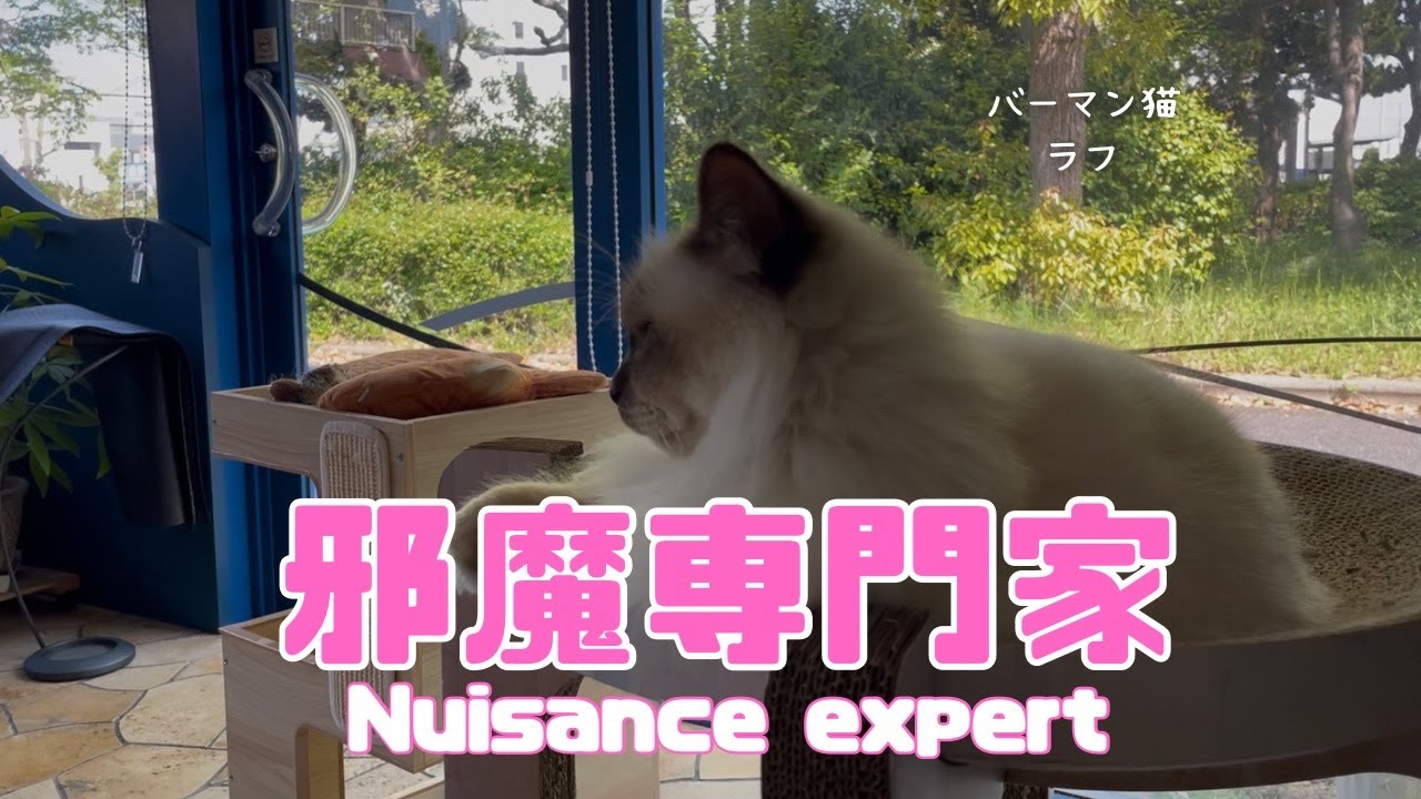 バーマン猫ラフ【邪魔専門家】Nuisance expert（バーマン猫）Birman/Cat