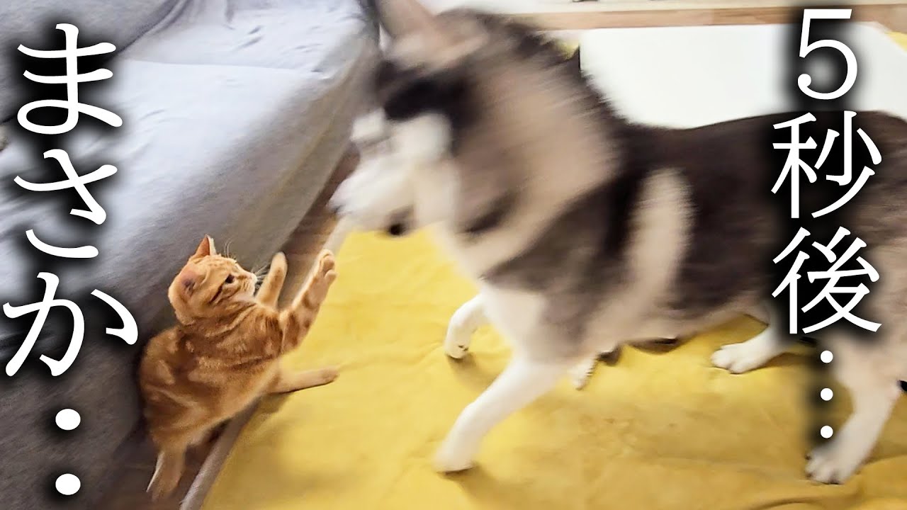 子猫とハスキー犬についにこの日がやってきました