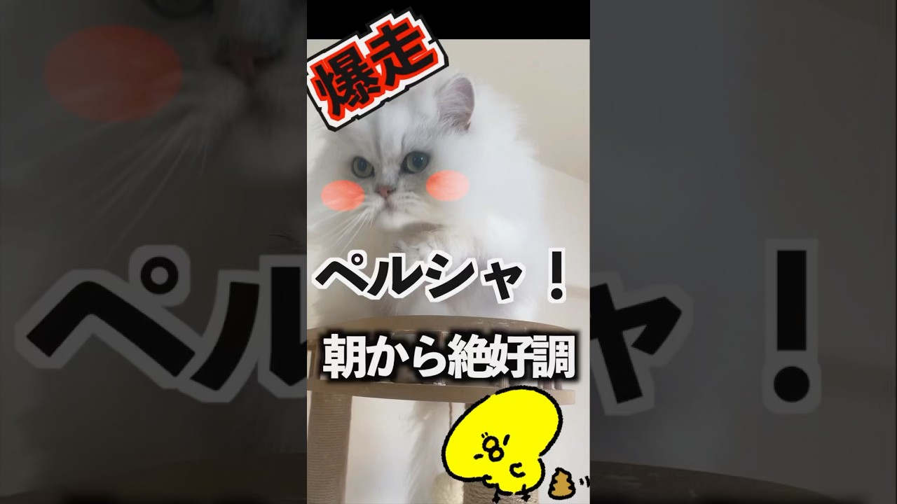 【朝から全開】ペルシャ猫ぎんちゃんのトイレハイが止まらない！#ペルシャ猫 #猫好きさんと繋がりたい #猫 #cat #長毛種#トイレハイ