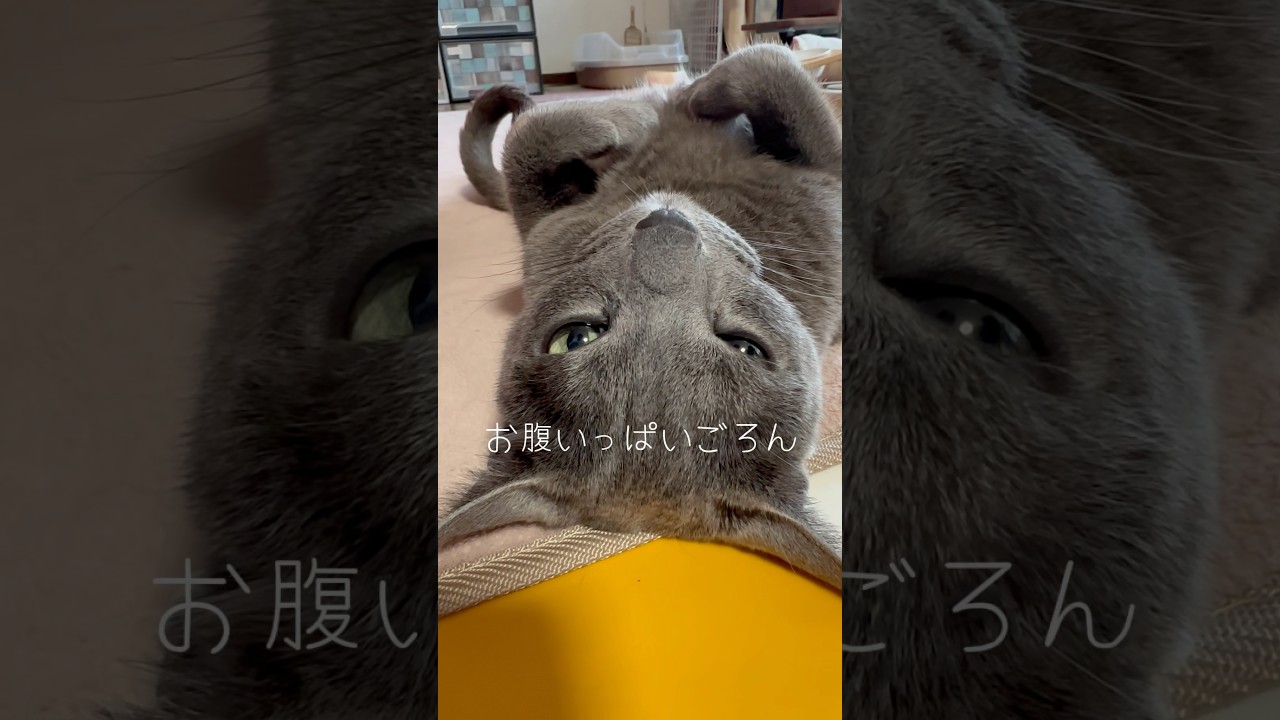 【ロシアンブルー】土曜日雨の朝☔めろんはいつも通り🥰【猫】#shorts