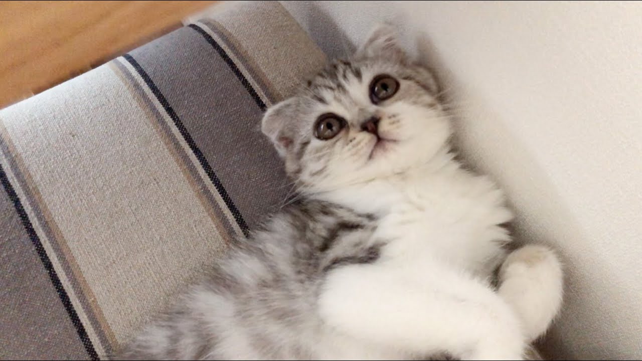 ［紹介動画］猫のぐう［スコティッシュフォールド］の成長記録です