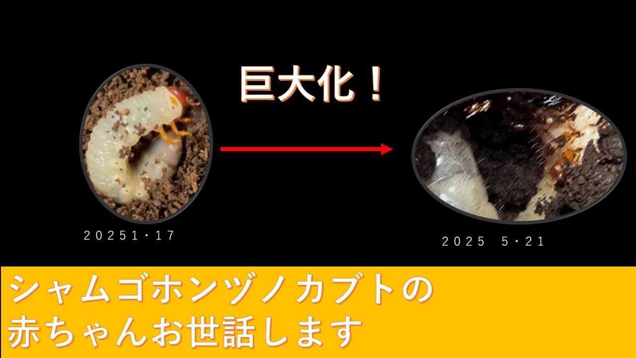 シャムゴホンヅノカブトの赤ちゃんをお世話ーマット替え、オスメス判別など