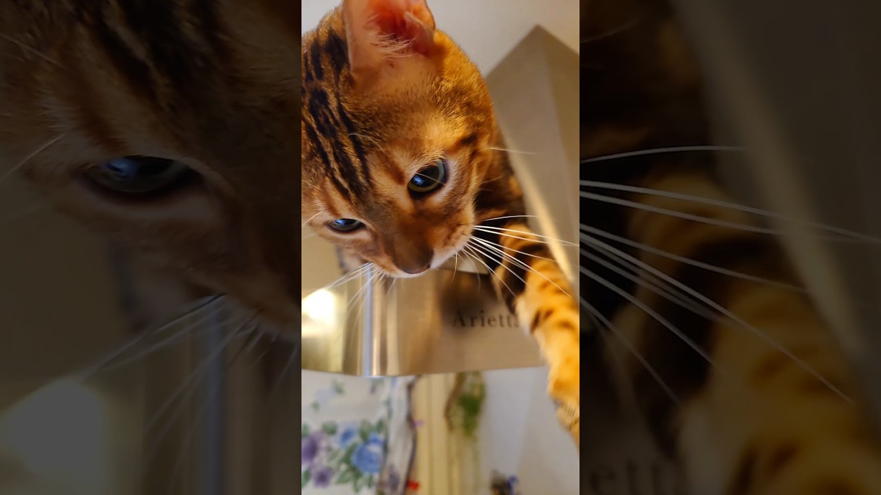 【ここ掘れにゃんにゃん🌟】猫に癒される瞬間。一つ一つの動作が可愛いんです♥　#cat #ベンガル #猫のいる暮らし #保護猫 #かわいい #癒し#猫の動画 #ロクデナシ