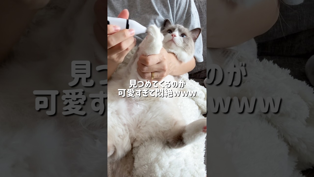 そんなに見つめないで🥹🤍#ラグドール #ブルーポイントバイカラー#ラガマフィン #子猫 #猫 #猫のいる暮らし#猫のいる生活 #ねこのいる生活 #ハチワレ#肉球