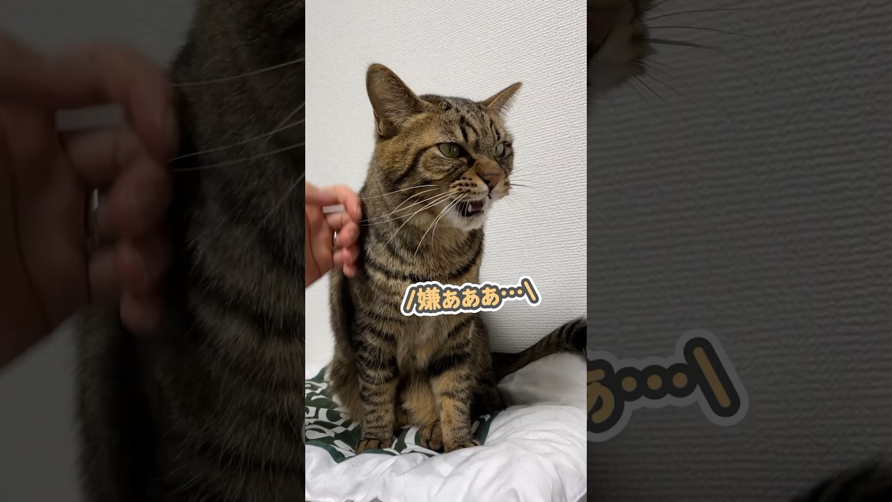 なでなですると、「うにゃうにゃ…」と不満を漏らす猫