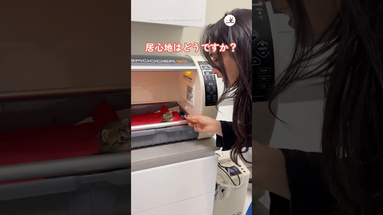 子猫ちゃんにインタビューしてみた｜PECO #shorts