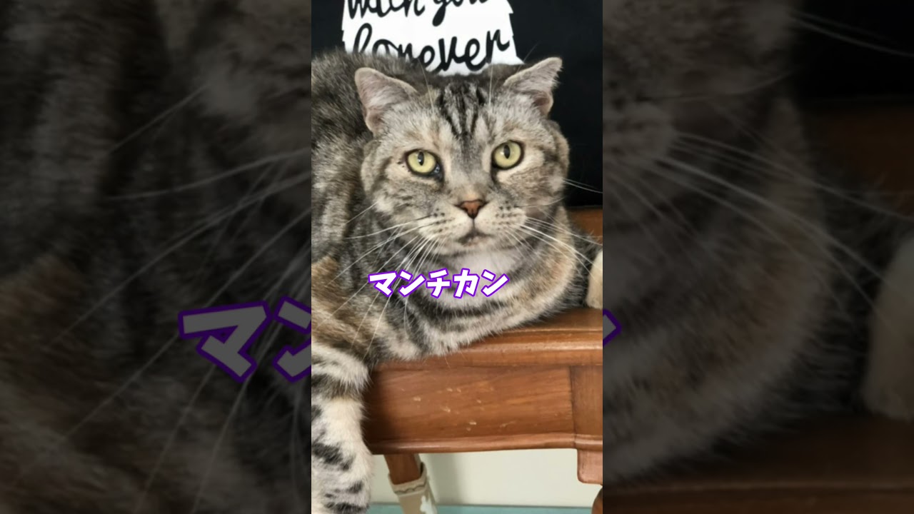 ラガマフィンの特徴その① #shorts