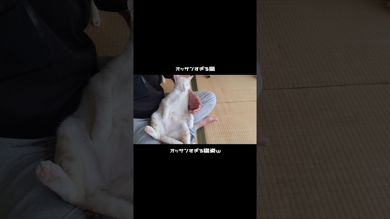 【保護子猫】オッサン寝/10ヶ月の子猫がオッサンに育ってしまったw【rescue cat/kitty】#cat #shorts