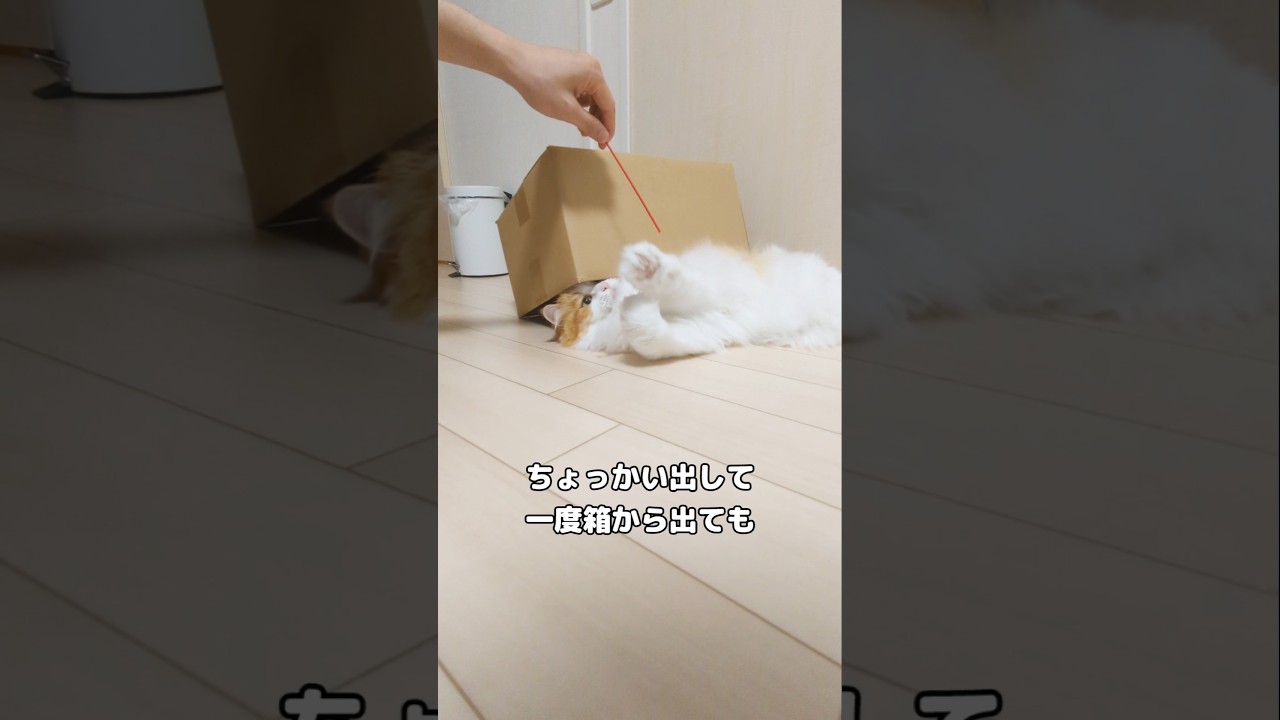 これもあるあるでしょうか？笑 #cat #サイベリアン #猫のいる暮らし