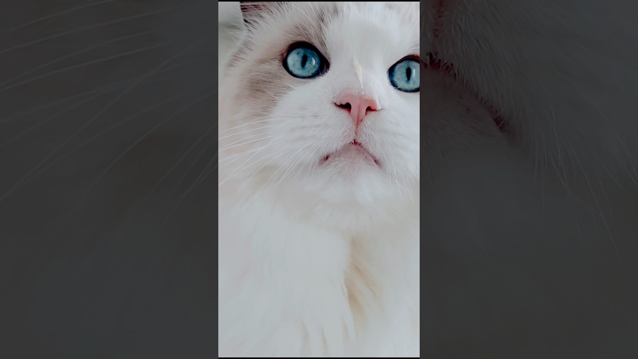 ちゅーるが顔にかかった猫　#猫 #ラグドール #猫のいる暮らし #ちゅーる