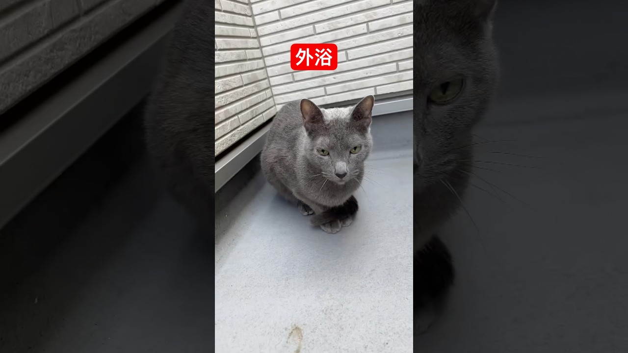 毎日日課のベランダ浴でちゅ#ロシアンブルー #猫