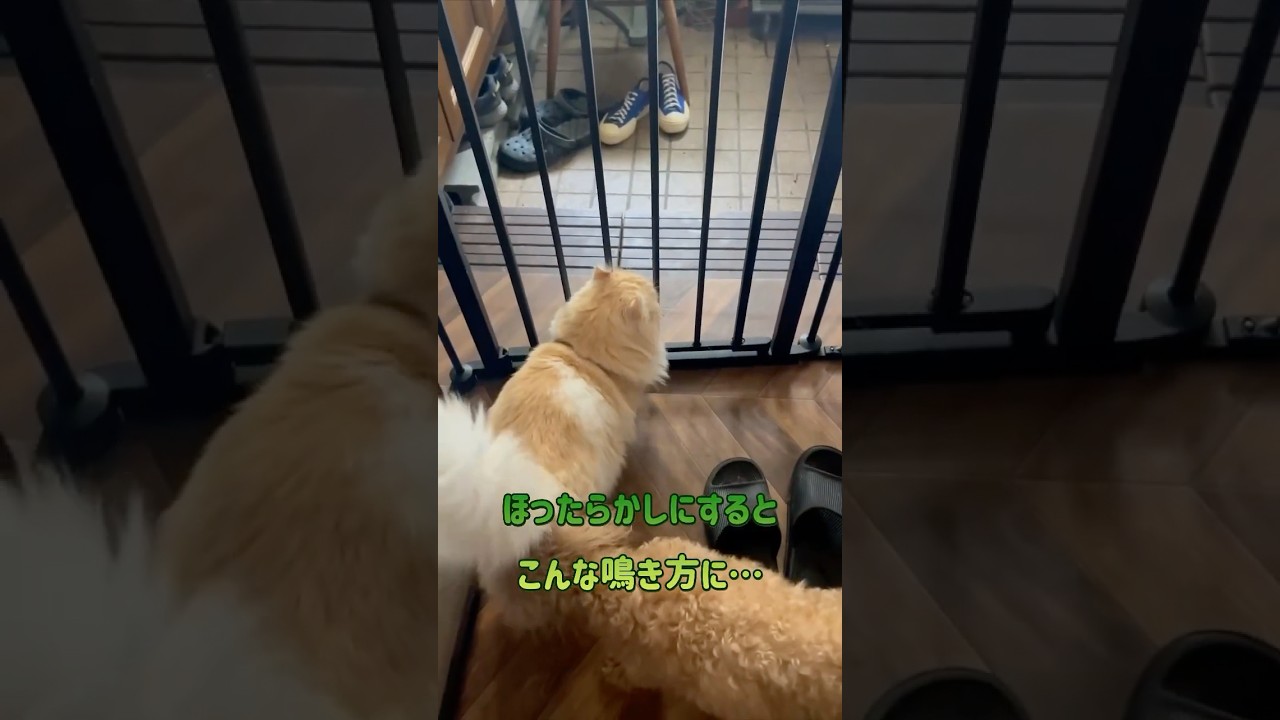 散歩に味を占めたけだま