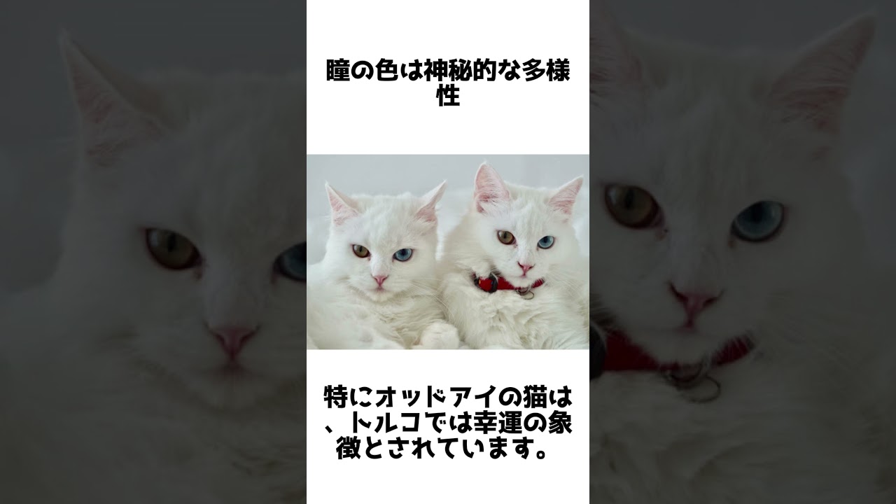 気品あふれる美しさ！ターキッシュアンゴラの魅力と雑学5選 #動物雑学 #1分雑学 #ターキッシュアンゴラ #shorts #猫