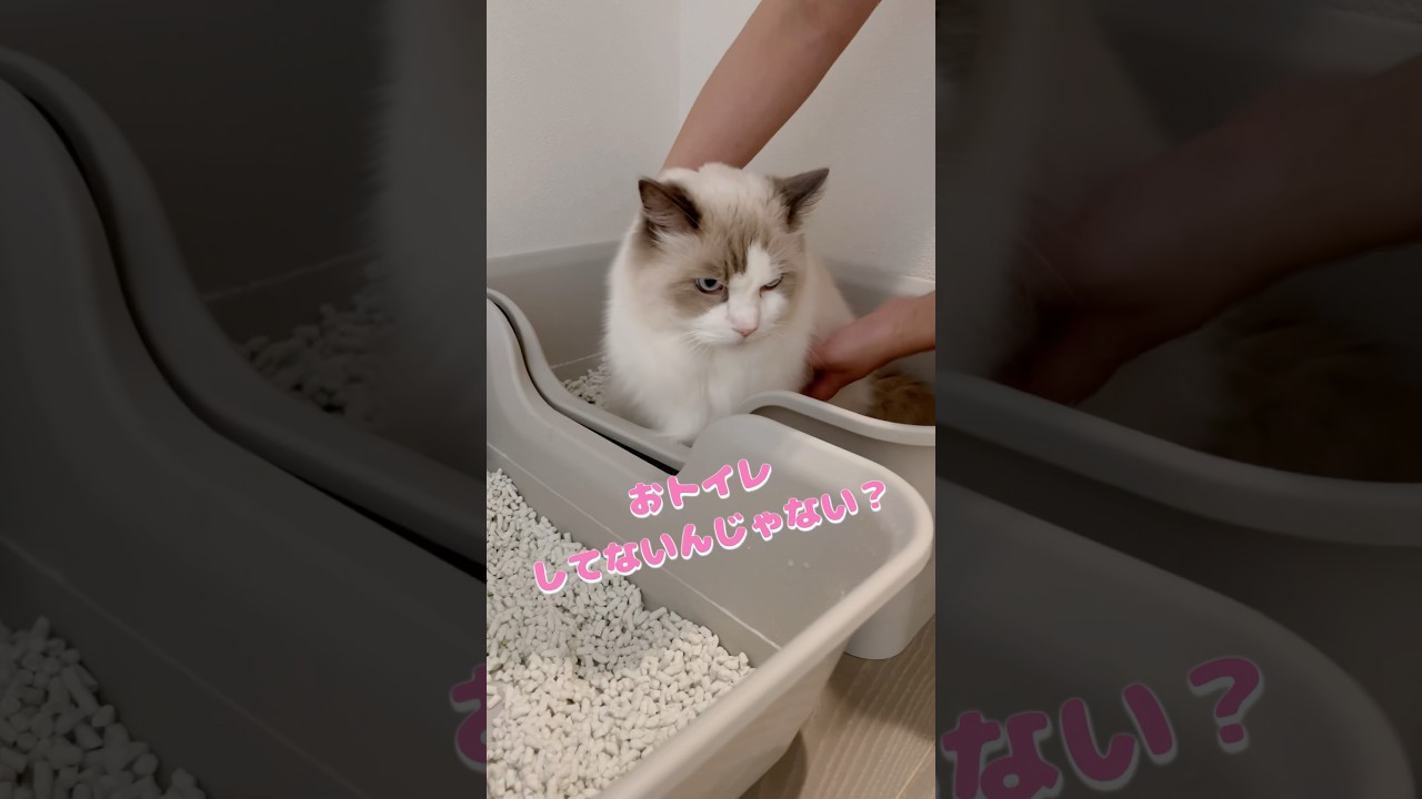 おトイレしてるふり作戦 #ラグドール #猫 #cat #猫のいる暮らし #病院嫌い #にゃんにゃんにゃん3兄弟