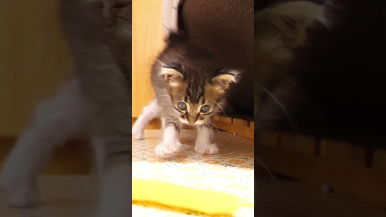 右、左とかわいい猫パンチの練習をする子猫#gatto #kitten #子ネコ #cat #meow
