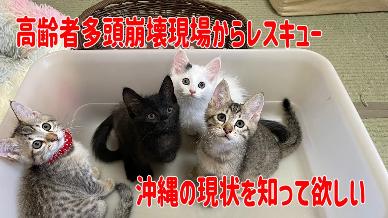 【沖縄の高齢者多頭崩壊からやってきた子猫達】かわいい！しか勝たん！