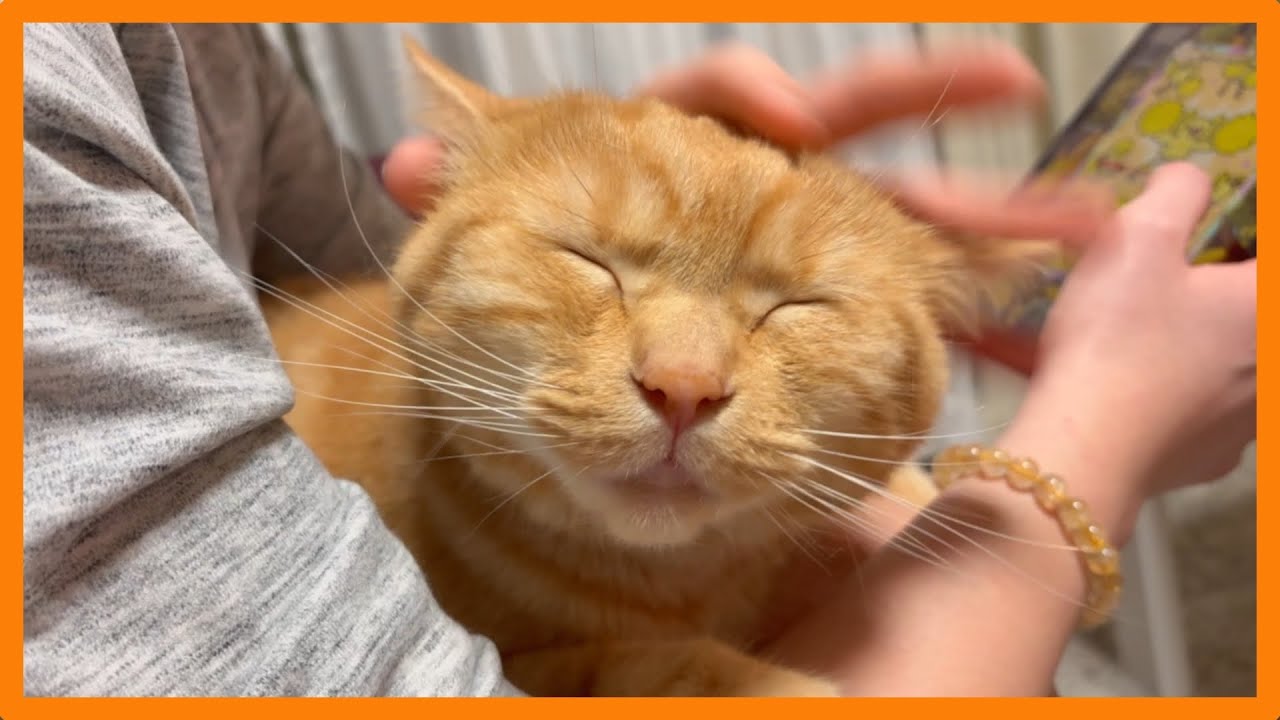 猫と暮らす日常 #86〜ポケポケする飼い主に甘える猫〜