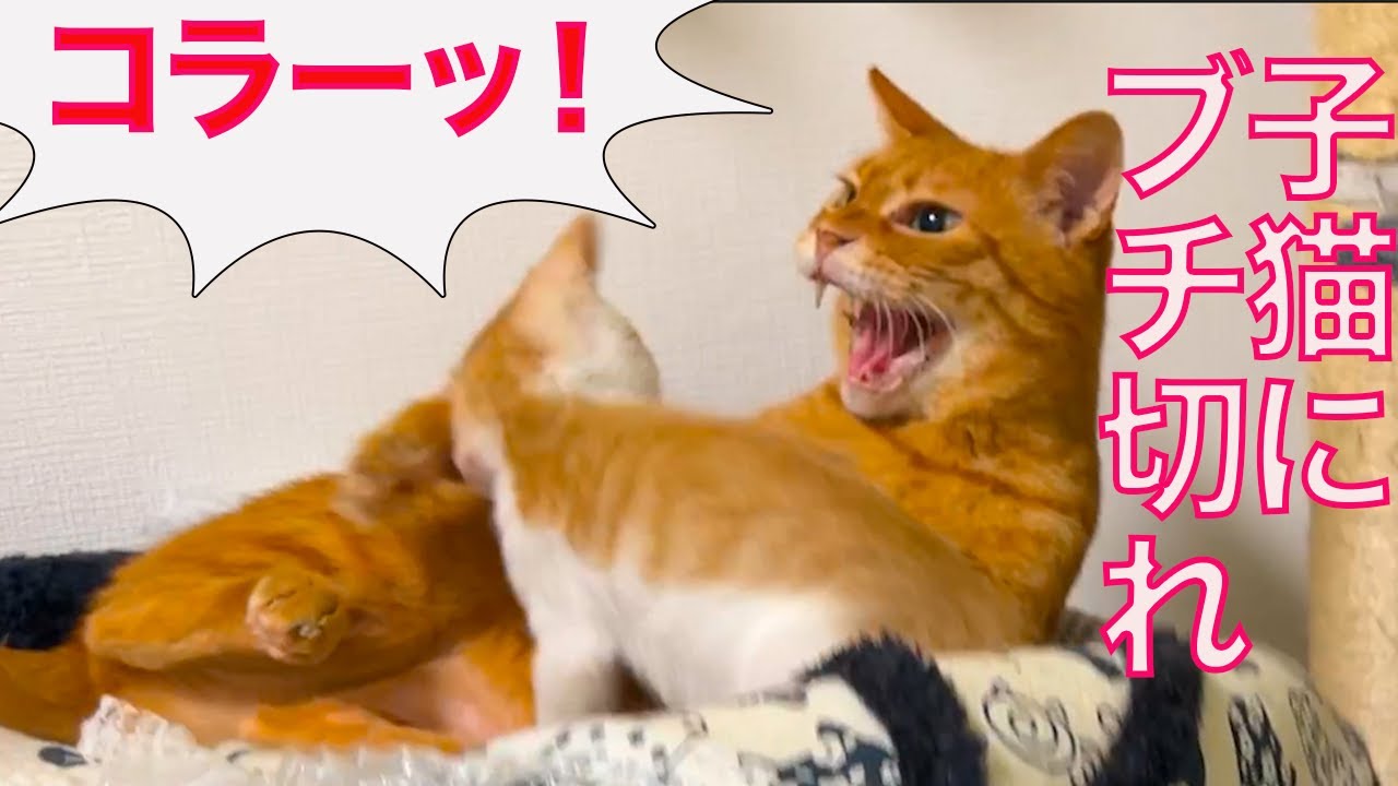 子猫おじさん、リアル子猫にブチキレ My 3rd-cat scolded the boy-kitty