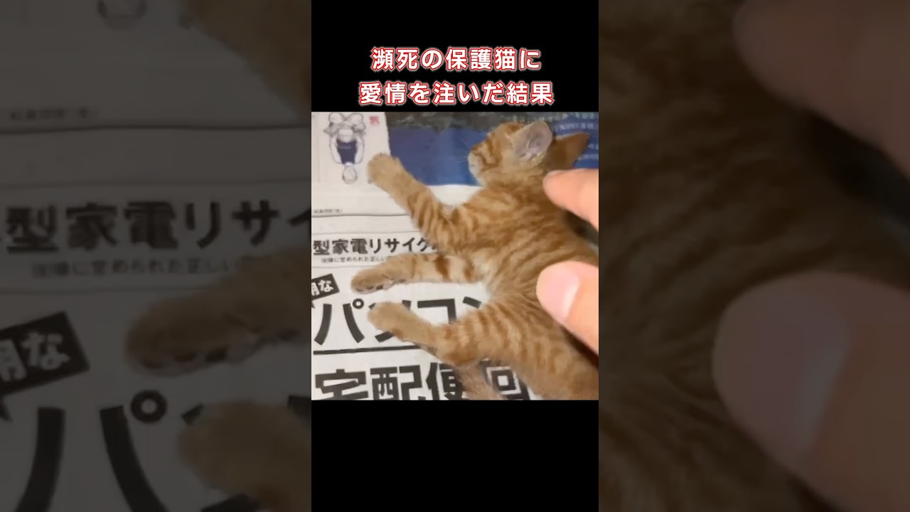 瀕死の保護猫に愛情を注いだ結果...#shorts #猫 #子猫