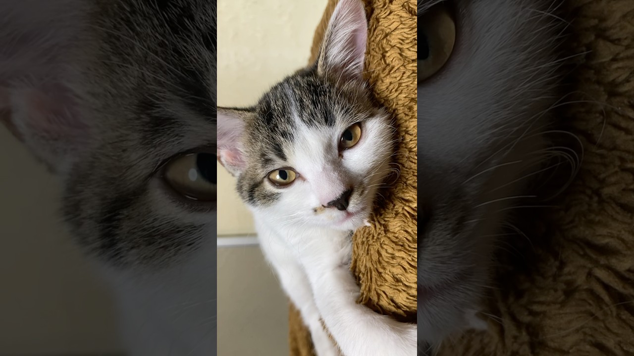 眠たいお喋り子猫🐱#shorts #子猫 #cat #子ネコ #ねこ #猫のいる暮らし #保護猫 #ネコ #kitten #かわいい猫