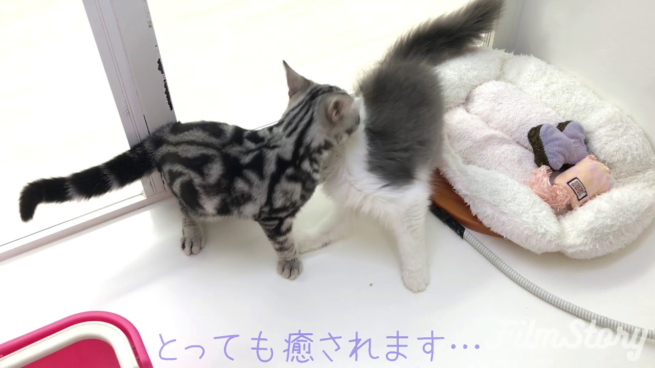 ノルウェイジャンフォレストキャット×アメリカン・ショートヘア　マルワン本羽田店