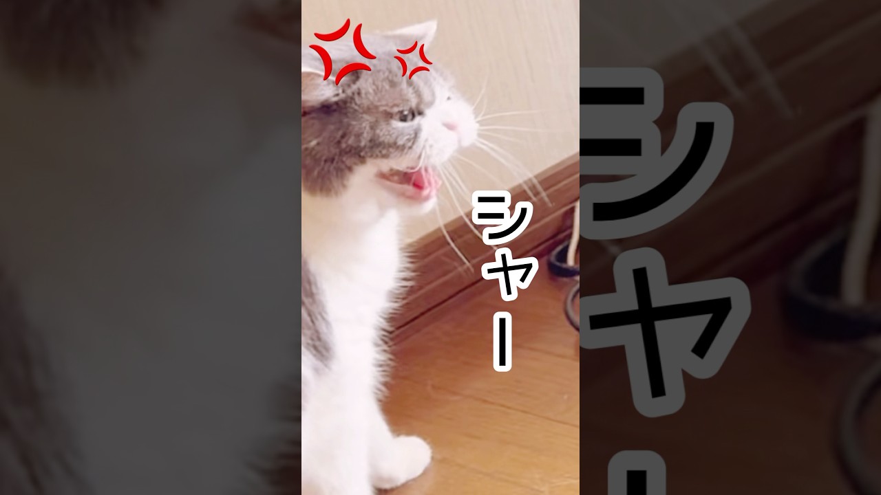 【事件発生！】#猫のいる暮らし #スコティッシュフォールド #ラグドール #コーギー#猫喧嘩 #shorts