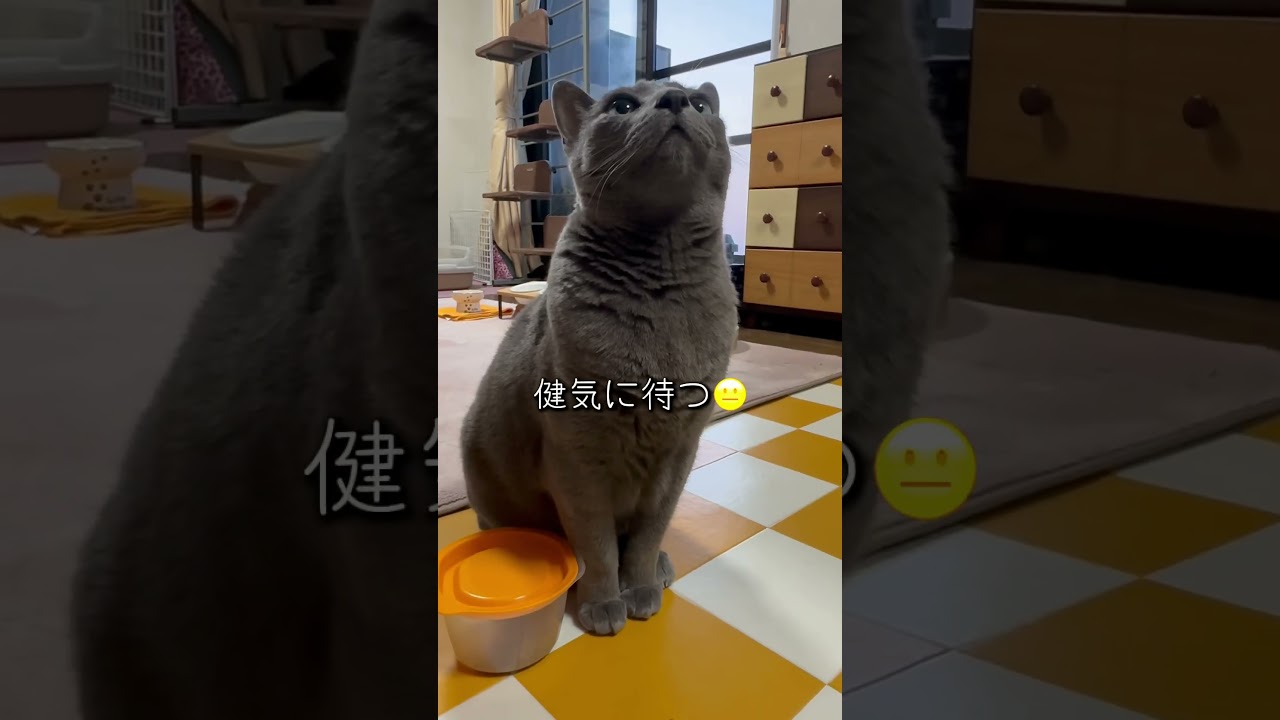 【ロシアンブルー】めろん♡朝のわんわんおねだり🐶絶好調🤭【猫】#shorts