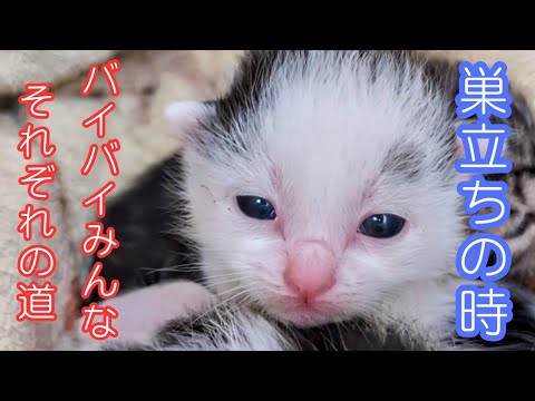 【納豆ベビー】６匹の子猫保護〜お別れ〜１年後の今、思い出ぽろぽろ　