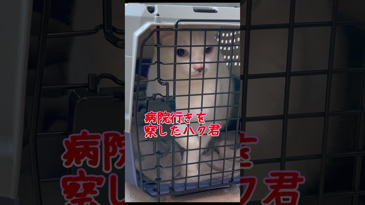 赤ちゃん猫の頃から野太い声で鳴く弟猫が可愛い