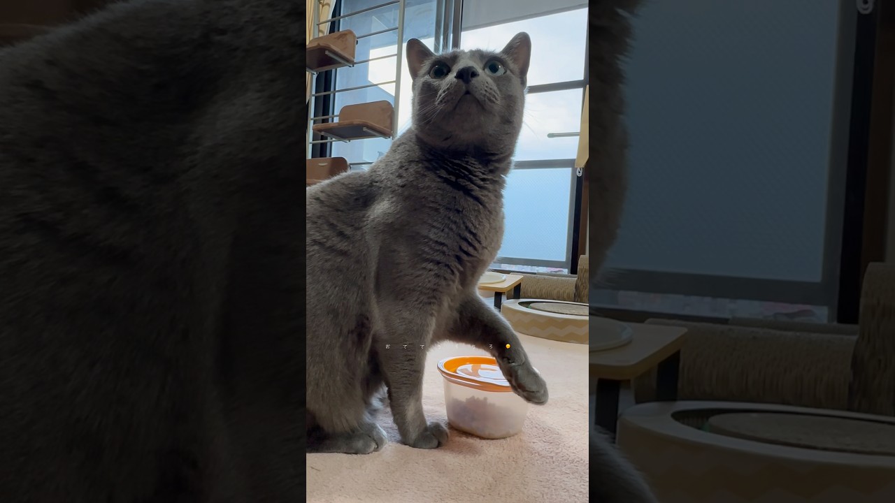 【ロシアンブルー】土曜日の朝...めろんはいつも通り🤗【猫】#shorts