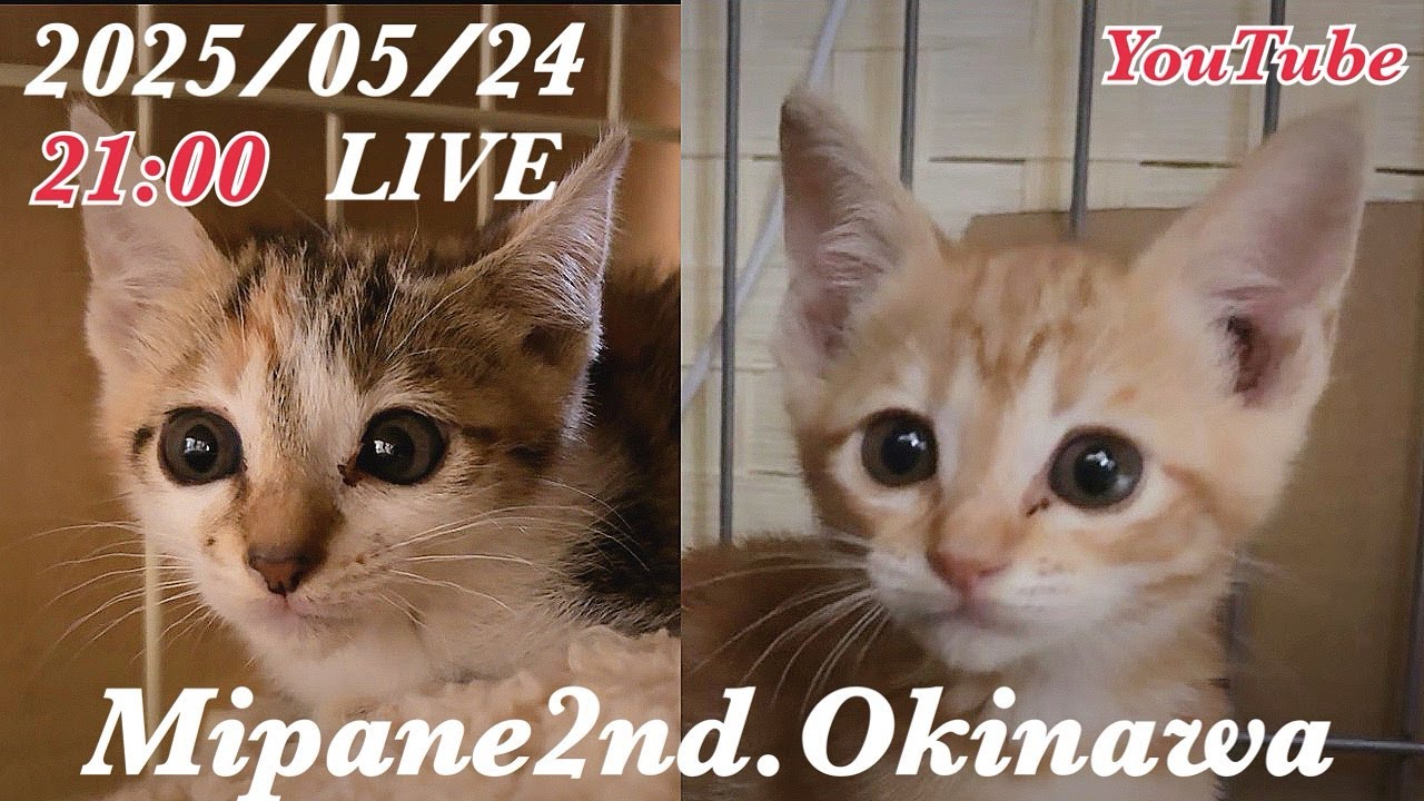 【LIVE】　春は子猫に時期！またまた子猫を緊急保護🆘・体調不良の『うみ』を保護・里親大募集！
