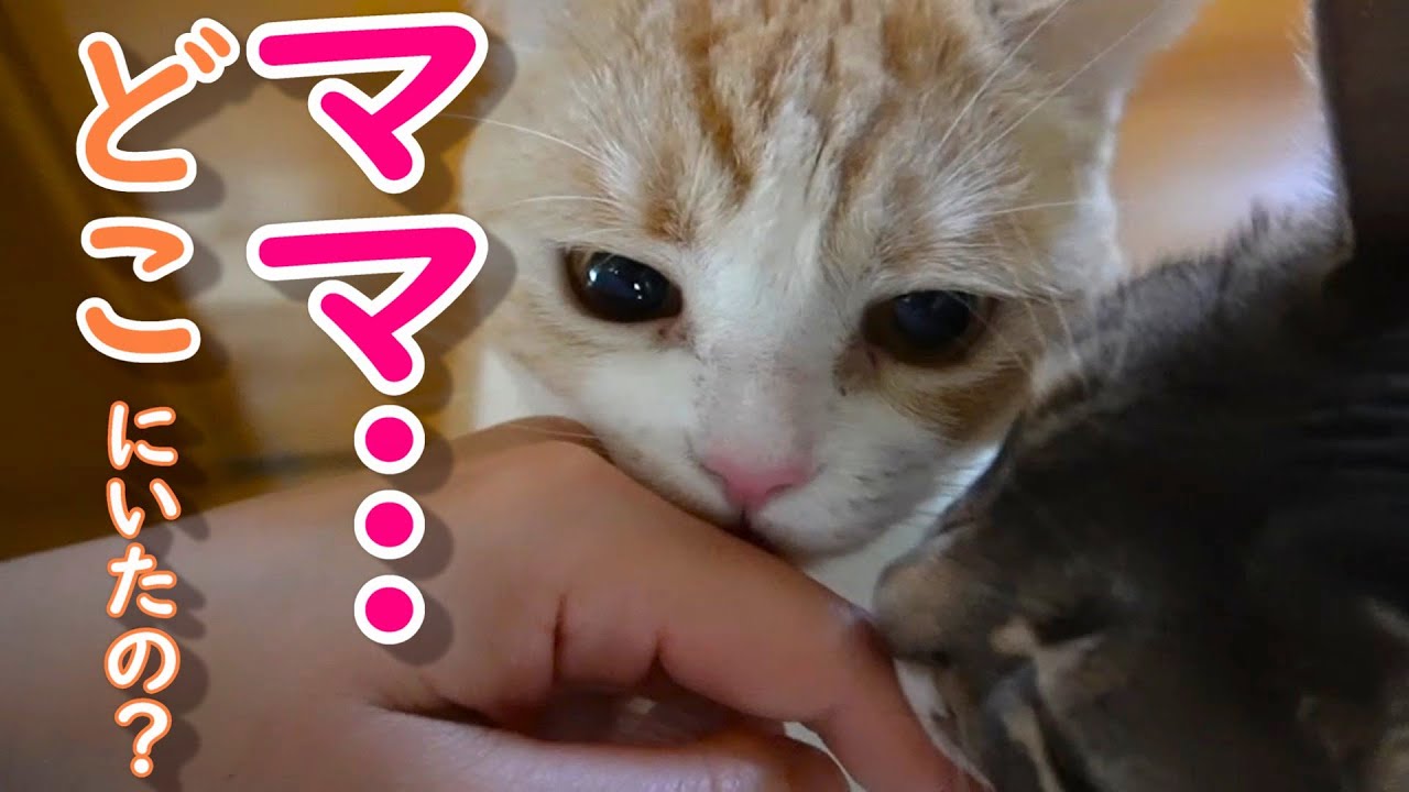 実は寂しがり屋な猫【スコティッシュフォールド】【アビシニアン】