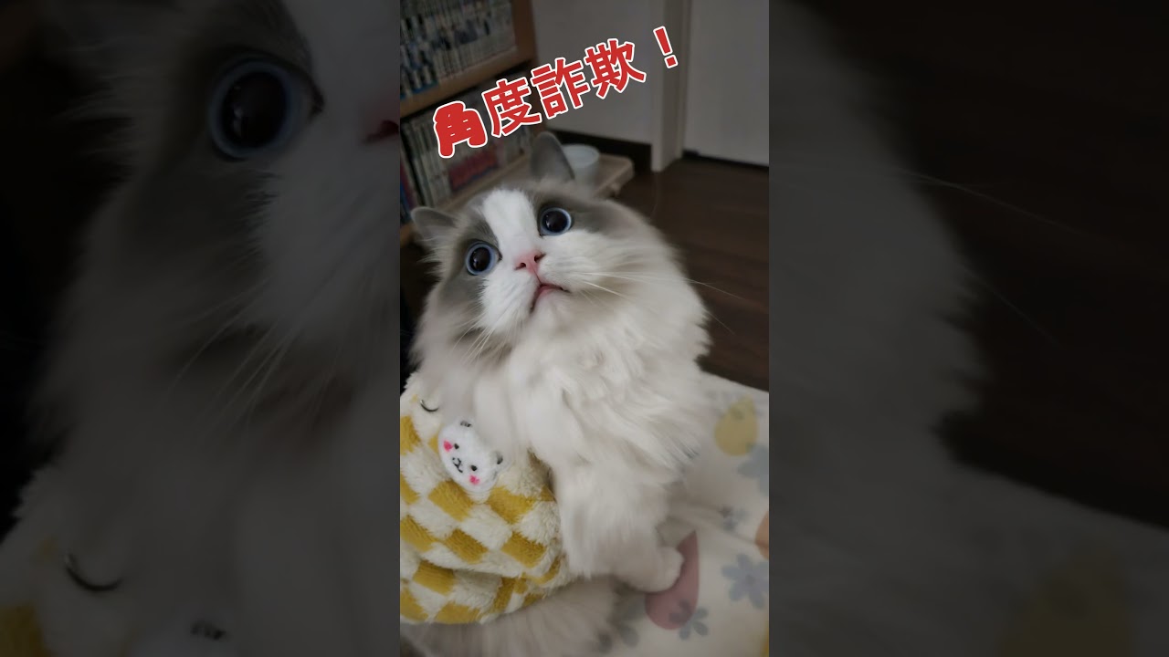 角度詐欺 #cat #ラグドール #猫のいる暮らし