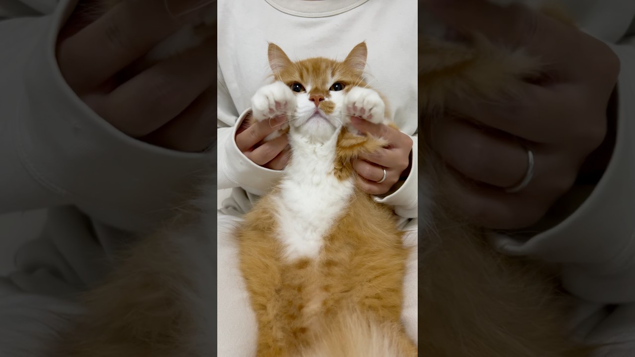 幸せなら…  #shorts #猫 #マンチカン #短足マンチカン #cat #munchkin