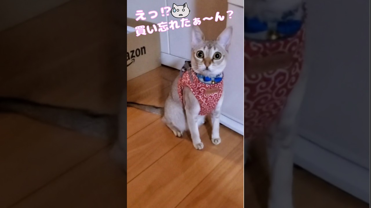 あたちのご飯🍚😿 #猫のいる生活 #シンガプーラ #shots