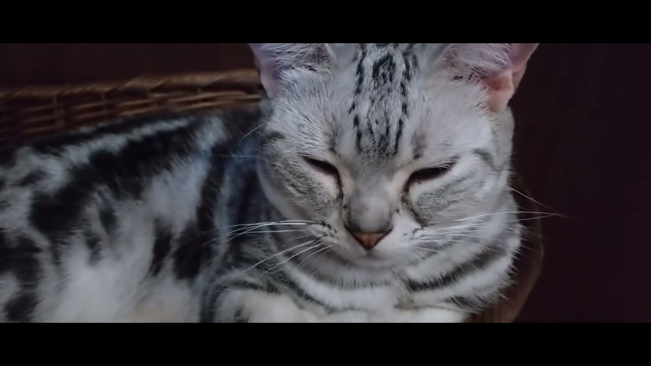 今にも寝そうなアメリカンショートヘアーのたろちゃん🐱🐾