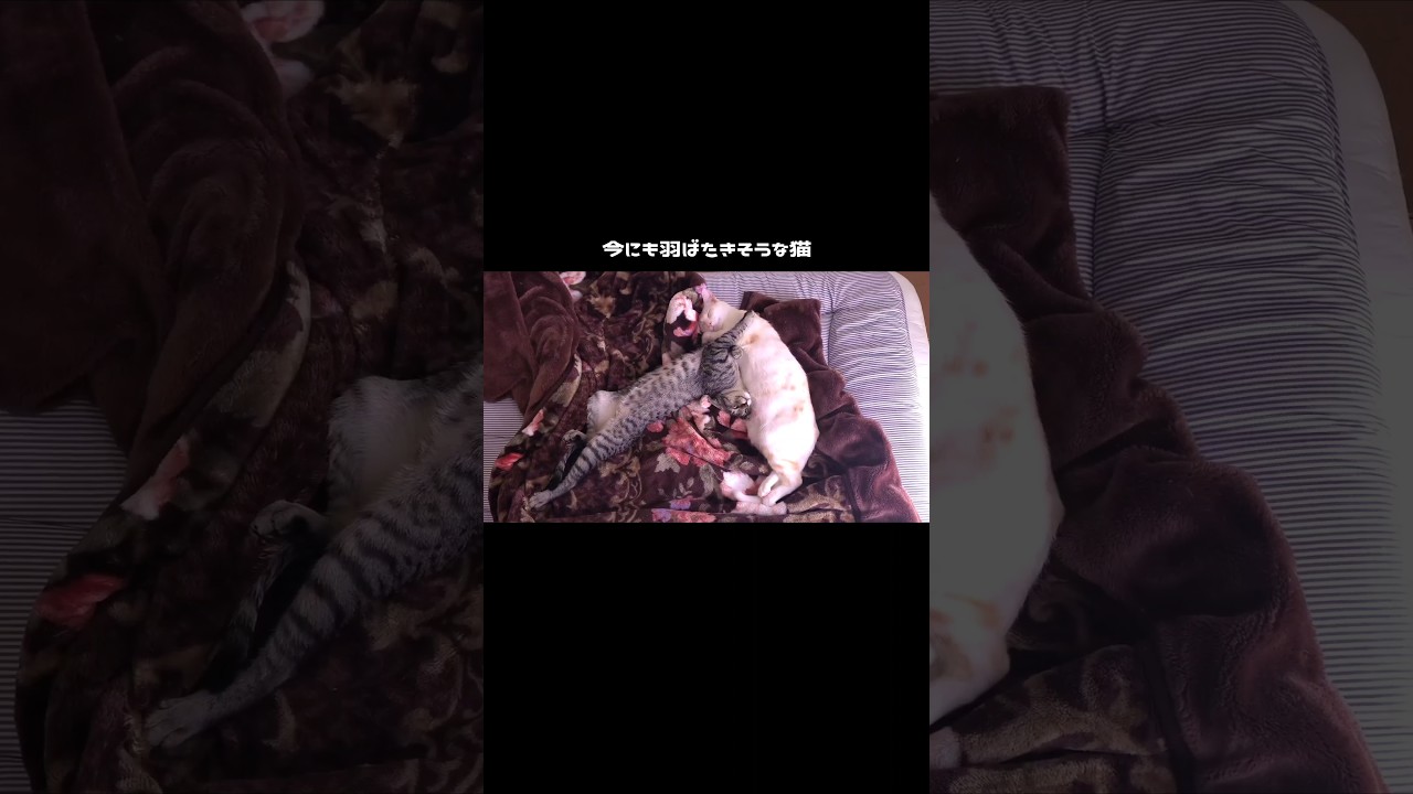 【保護猫兄弟】今にも羽ばたきそうな姿で寝る子猫【rescue cat/kitty】#cat #shorts