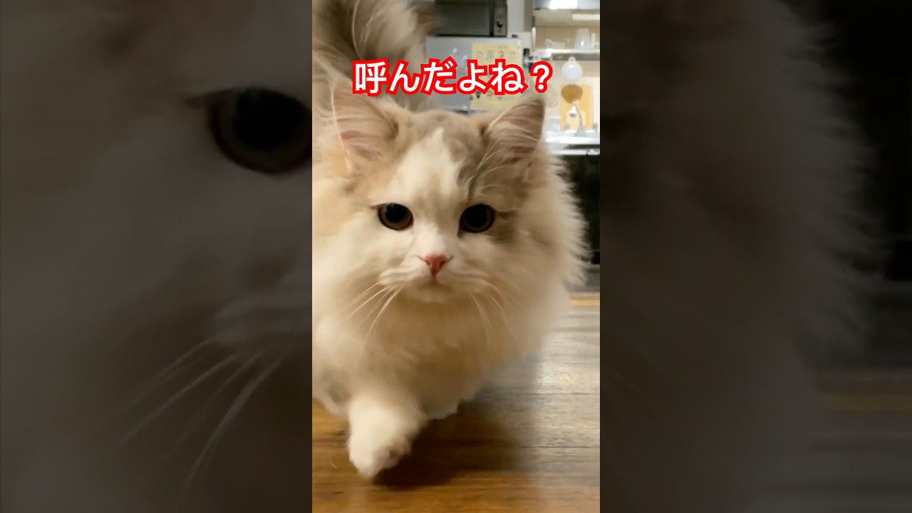 主が呼ぶとだんだん迫って来る猫