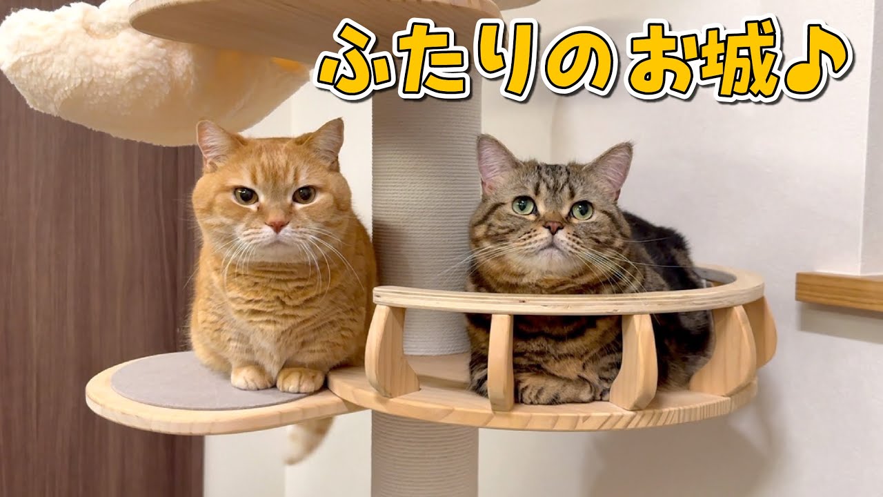 運動音痴の兄猫でも登れるようにキャットタワーを組み直した結果…！？