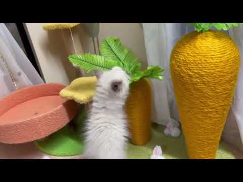 ラグドール ♡長女ちゃん♡　ブルーポイントバイカラー（セミロング〜ロング）